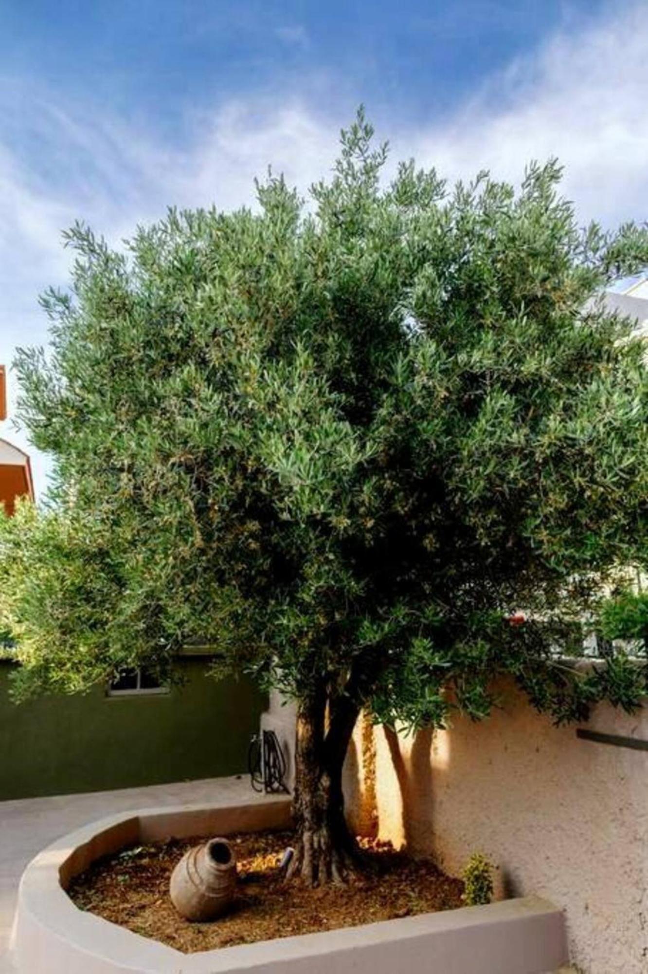 The Pinetree Holiday home *
